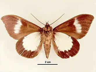 Ischyja albata