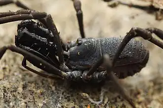 Ischyropsalis luteipes