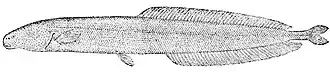 Isichthys henryi