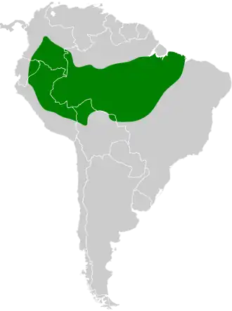 Grijsbuikmiersluiper