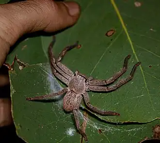 Isopedella conspersa