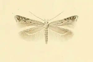 Isophrictis invisella