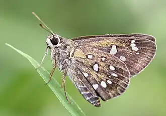 Isoteinon lamprospilus