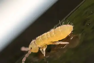 Isotomurus fucicolus