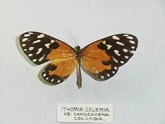 Ithomia celemia