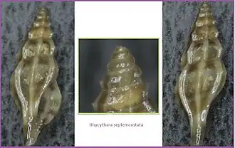 Ithycythara septemcostata