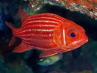 Sargocentron spinosissimum