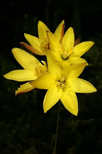 Ixia odorata