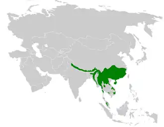 Groenvleugelbuulbuul