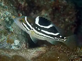 Epinephelus poecilonotus