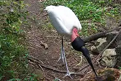 Jabiroe in een dierentuin in Belize