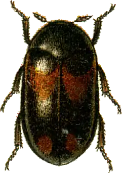 Attagenus sieversi