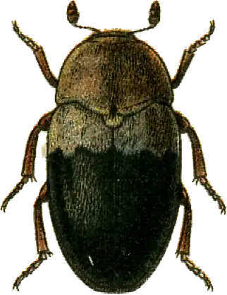 Dermestes dimidiatus