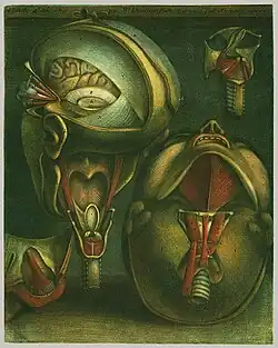 Spieren van het hoofd, uit Muologie complète en couleur et grandeur naturelle (1746)