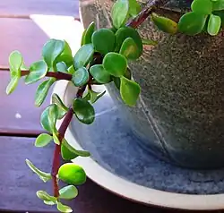 Crassula ovata