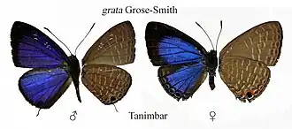 Jamides grata