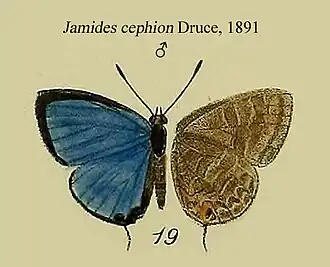 Jamides cephion