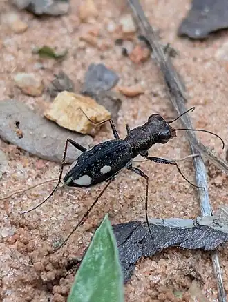 Jansenia westermanni