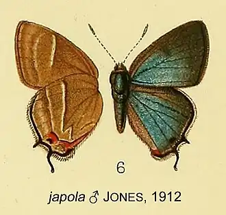 Lamprospilus japola