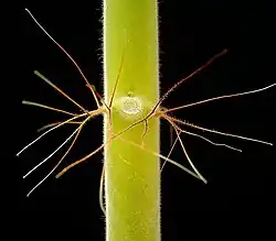 Steunblaadjes in de vorm van klierharen bij Jatropha spicata