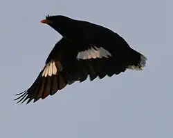 Javaanse maina tijdens de vlucht, met de kenmerkende witte vleugel- en staartstrepen