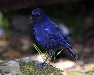 Javaanse fluitlijster