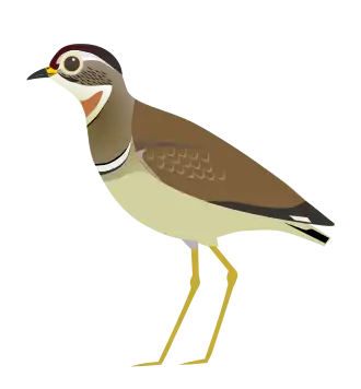 Geschematiseerde afbeelding van het verenkleed