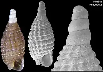 Joculator cossignanii