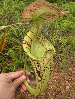 Nepenthes&nbsp;rafflesiana; bovenbeker