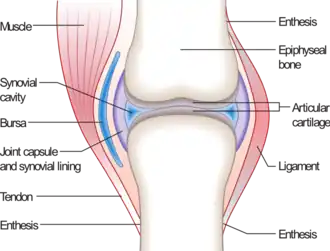 Afbeelding van gewricht met de bijbehorende termen