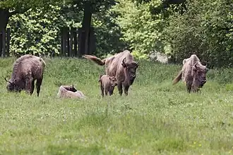 Wisenten in Natuurpark Lelystad