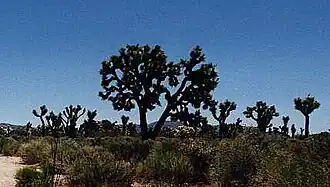 landschap met Joshua trees