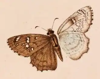 Caprona alida