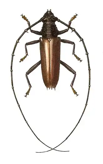 Juiaparus mexicanus