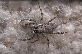 Menemerus brachygnathus