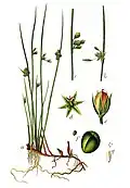 Botanische illustratie