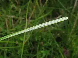 In de lengte doorgesneden, generatieve stengel