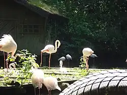 Europese flamingo