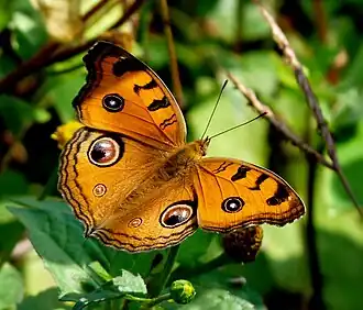 Junonia almana