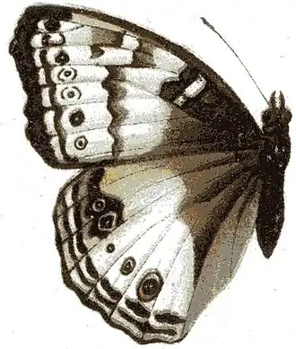 Junonia hadrope