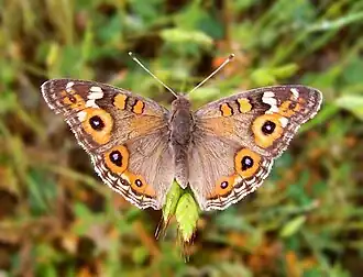 Junonia villida