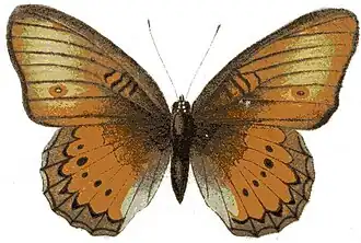 Junonia westermanni
