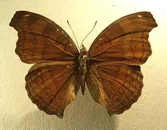 Junonia hedonia
