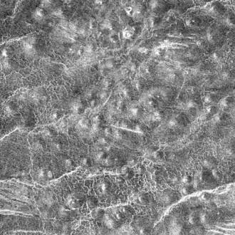 Een deel van Jurate Colles, een veld van kleine vulkanen. Radarbeeld van de ruimtesonde Magellan