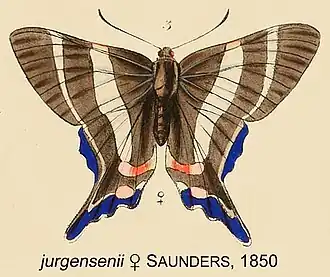 Ancyluris jurgensenii