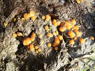 Oranje mestzwammetje