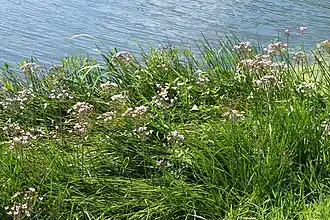 De associatie van egelskop en pijlkruid