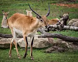 Een Kafue lechwe op de savanne