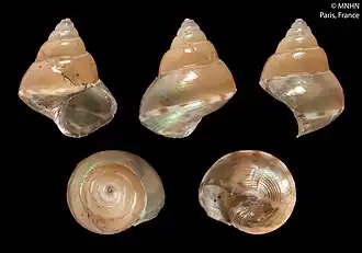 Kaiparathina daedala