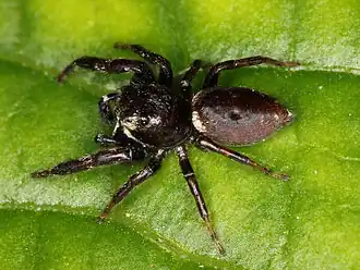 Metaphidippus manni
